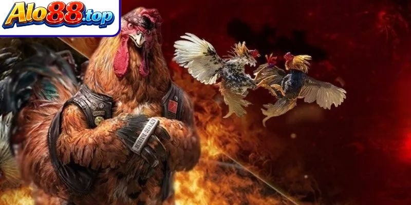Tổng quan về sảnh đá gà Alo88